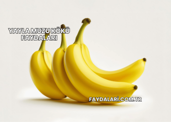 Yayla Muzu Kökü Faydaları