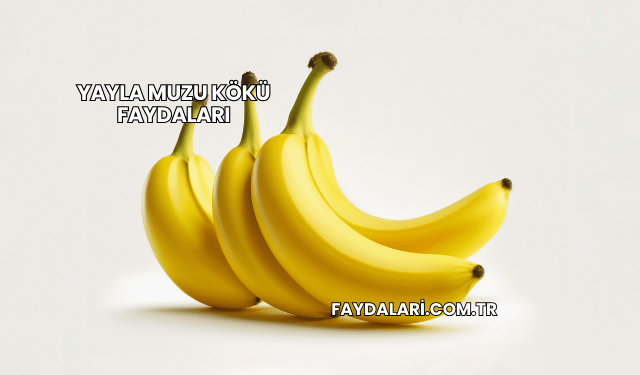 Yayla Muzu Kökü Faydaları