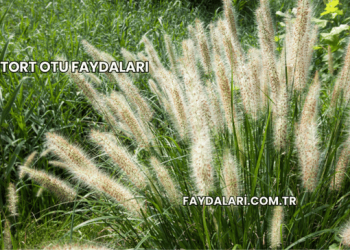 Tort Otu Faydaları