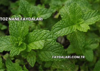 Toz Nane Faydaları