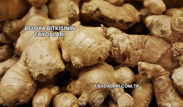 Afloya Bitkisinin Faydaları