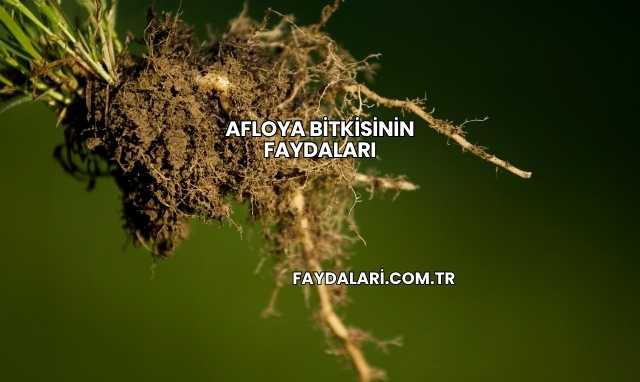 Afloya Bitkisinin Faydaları