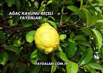 Ağaç Kavunu Reçeli Faydaları
