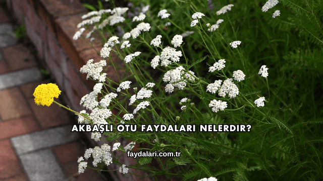 Akbaşlı Otu Faydaları Nelerdir?