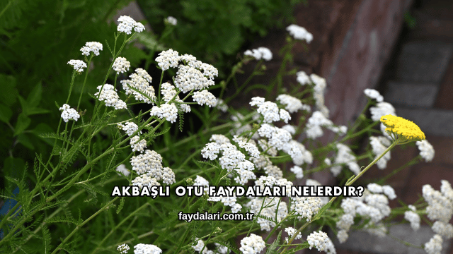 Akbaşlı Otu Faydaları Nelerdir?