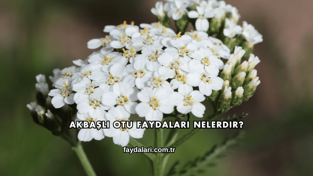 Akbaşlı Otu Faydaları Nelerdir?