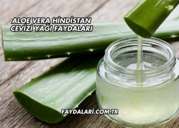 Aloe Vera Hindistan Cevizi Yağı Faydaları