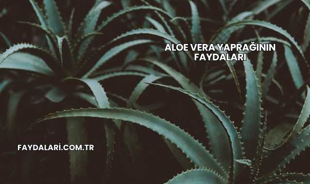 Aloe Vera Yaprağının Faydaları