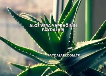 Aloe Vera Yaprağının Faydaları