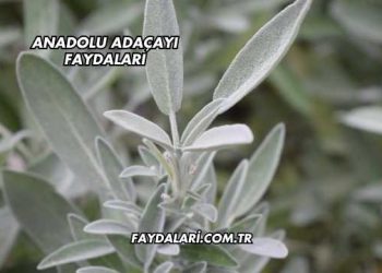 Anadolu Adaçayı Faydaları