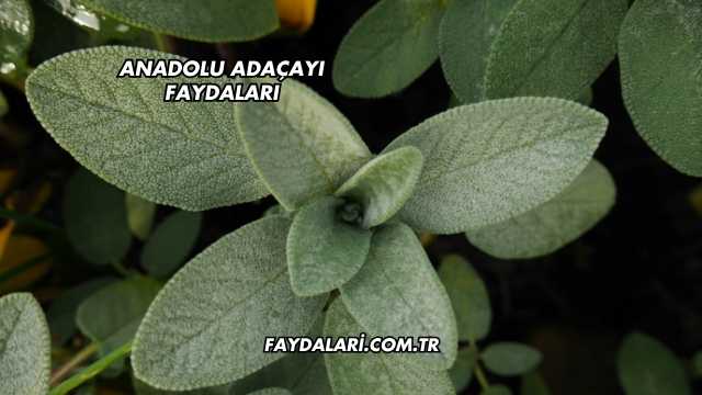 Anadolu Adaçayı Faydaları