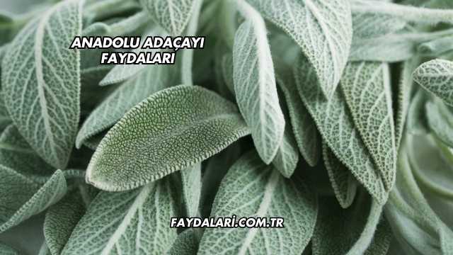 Anadolu Adaçayı Faydaları