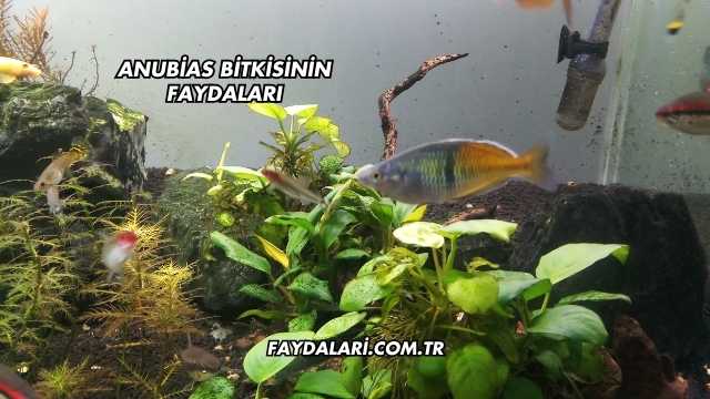 Anubias Bitkisinin Faydaları