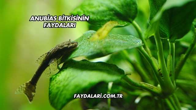 Anubias Bitkisinin Faydaları