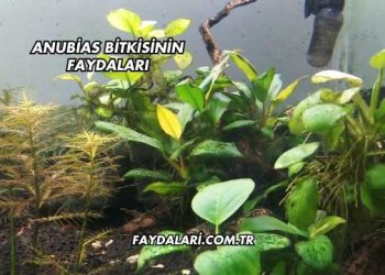 Anubias Bitkisinin Faydaları