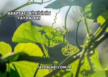 Arapsaçı Bitkisinin Faydaları