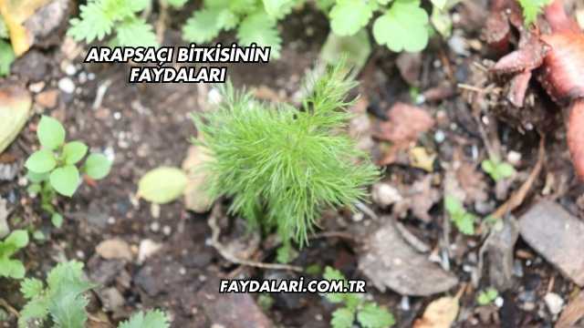 Arapsaçı Bitkisinin Faydaları