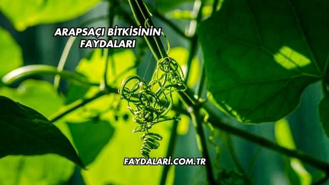 Arapsaçı Bitkisinin Faydaları