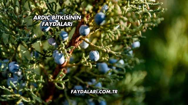 Ardıç Bitkisinin Faydaları