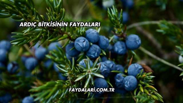 Ardıç Bitkisinin Faydaları