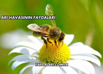 Arı Havasının Faydaları