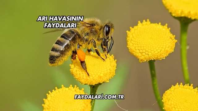 Arı Havasının Faydaları