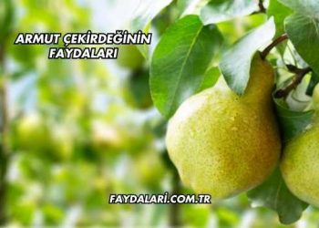 Armut Çekirdeğinin Faydaları