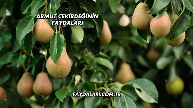 Armut Çekirdeğinin Faydaları