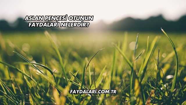 Aslan Pençesi Otunun Faydaları Nelerdir?