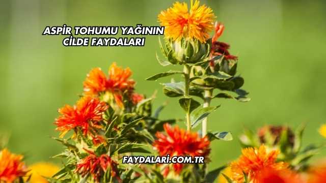 Aspir Tohumu Yağının Cilde Faydaları