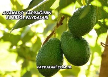 Avakado Yaprağının Böbreğe Faydaları