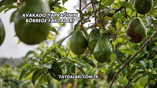 Avakado Yaprağının Böbreğe Faydaları