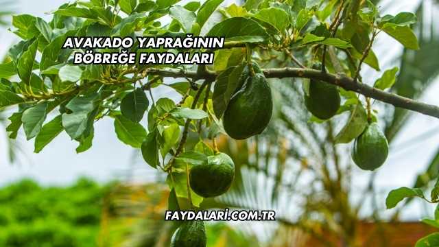 Avakado Yaprağının Böbreğe Faydaları