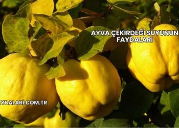 Ayva Çekirdeği Suyunun Faydaları