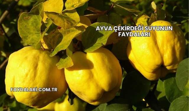 Ayva Çekirdeği Suyunun Faydaları