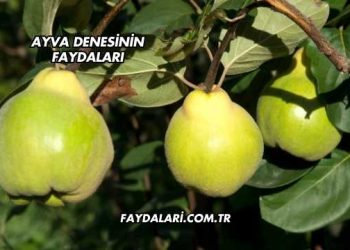 Ayva Denesinin Faydaları