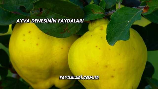 Ayva Denesinin Faydaları
