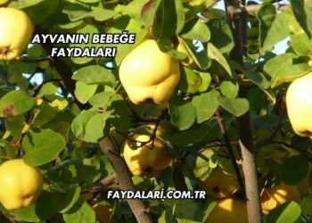 Ayvanın Bebeğe Faydaları