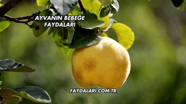 Ayvanın Bebeğe Faydaları