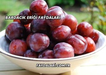 Bardacık Eriği Faydaları