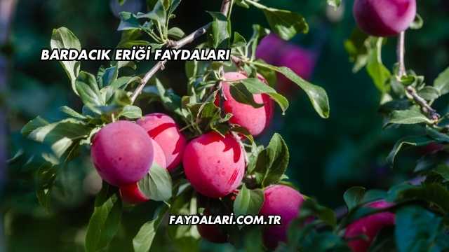Bardacık Eriği Faydaları