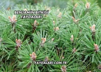 Benjamin Bitkisi Faydaları