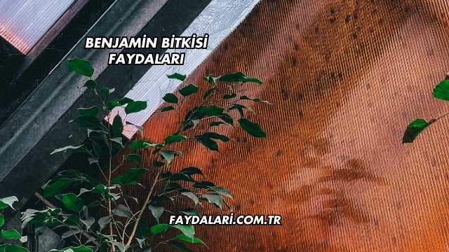 Benjamin Bitkisi Faydaları