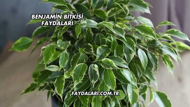 Benjamin Bitkisi Faydaları