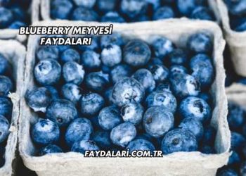 Blueberry Meyvesi Faydaları