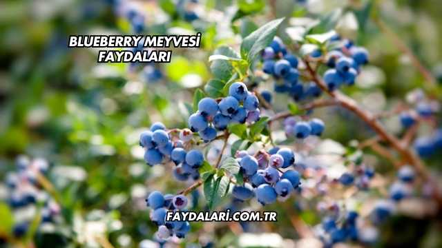 Blueberry Meyvesi Faydaları