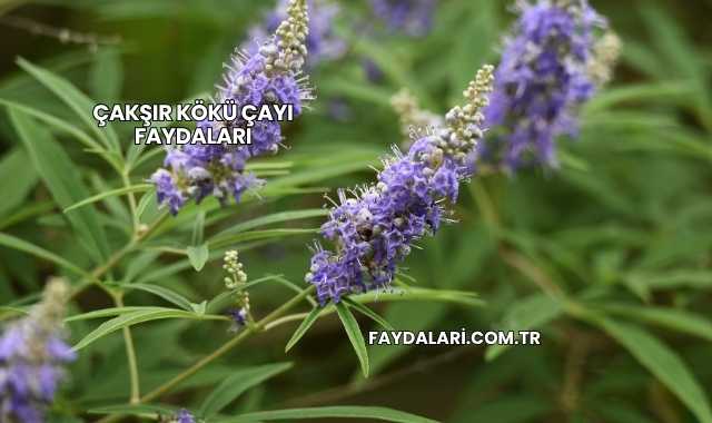 Çakşır Kökü Çayı Faydaları