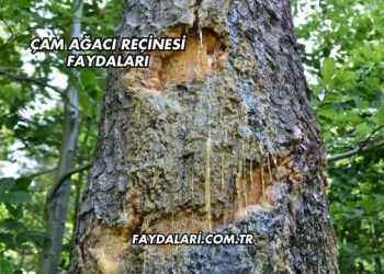 Çam Ağacı Reçinesi Faydaları