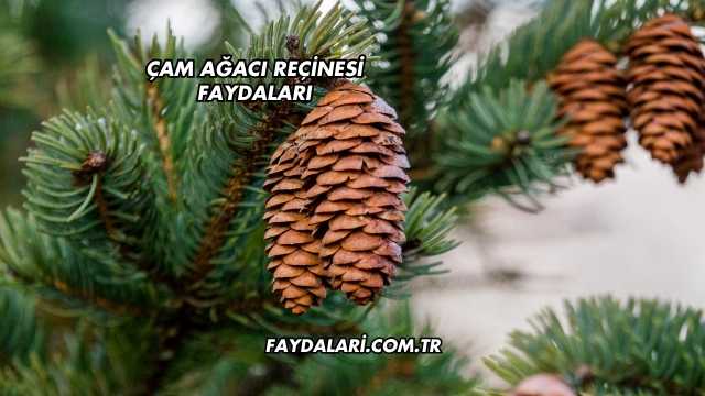 Çam Ağacı Reçinesi Faydaları
