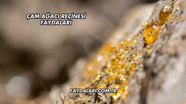 Çam Ağacı Reçinesi Faydaları
